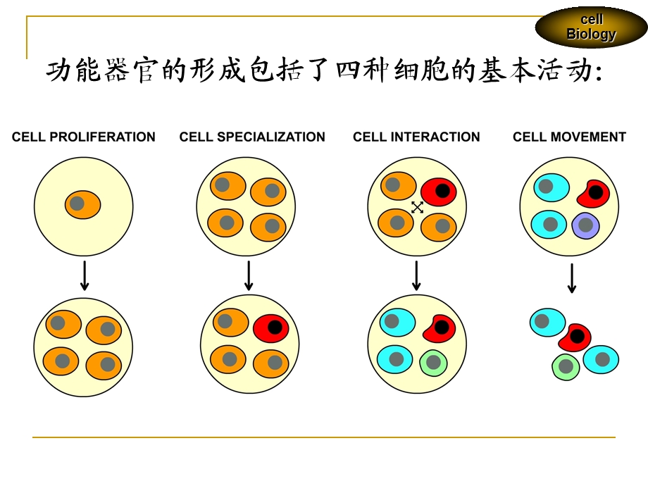 第十五章细胞分化ppt课件.ppt_第3页