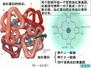 血红蛋白的提取和分离好ppt课件.ppt