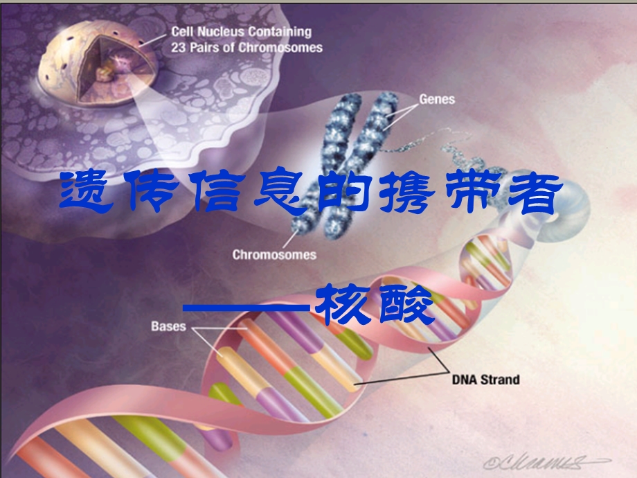 遗传信息携带者核酸ppt课件.ppt_第1页