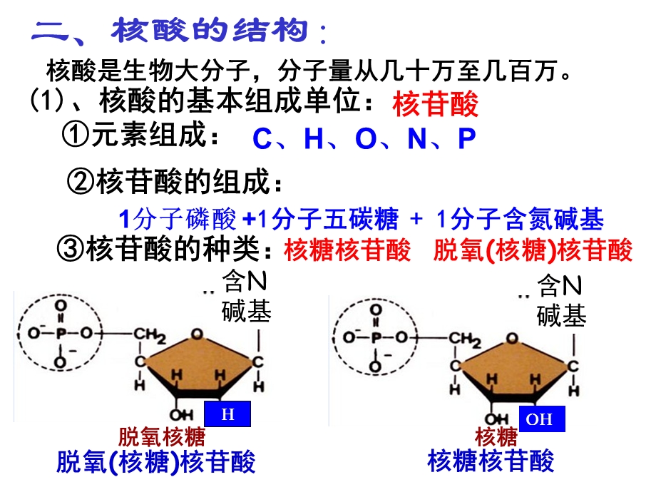 遗传信息携带者核酸ppt课件.ppt_第3页