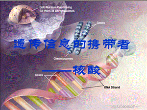 遗传信息携带者核酸ppt课件.ppt