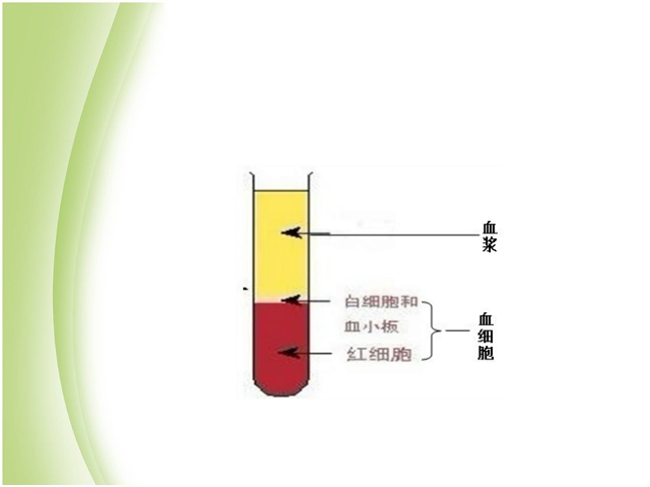 血液成分及其作用ppt课件.ppt_第2页