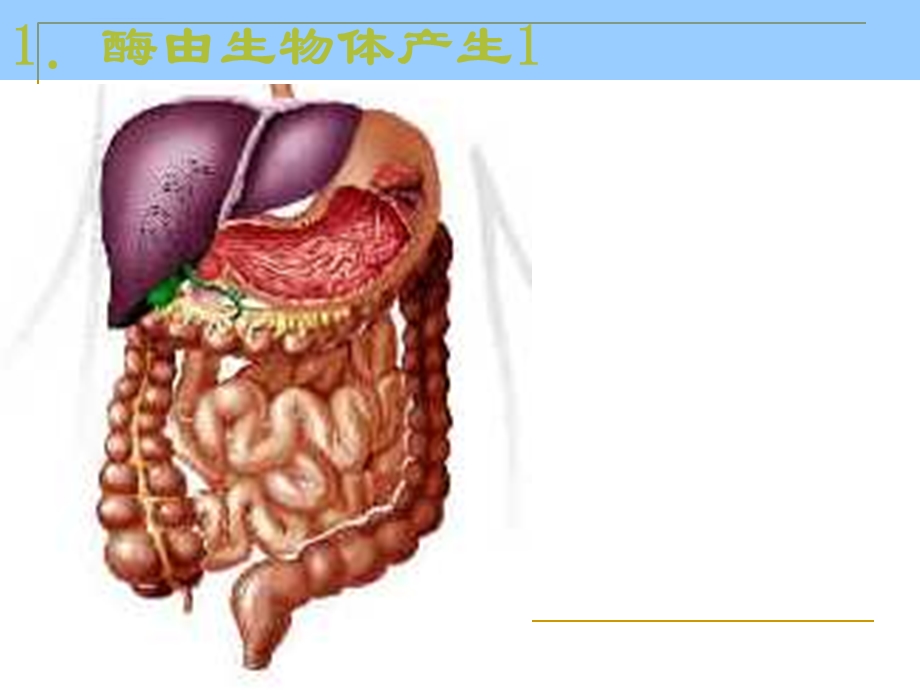 酶工程与食品产业ppt课件.ppt_第3页