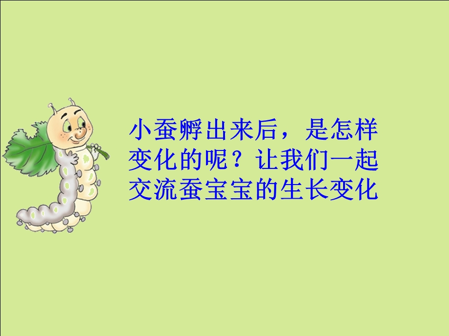 蚕的生长变化ppt课件.ppt_第2页