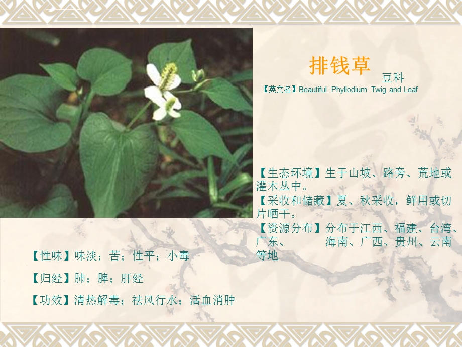 药用植物大全ppt课件.ppt_第3页