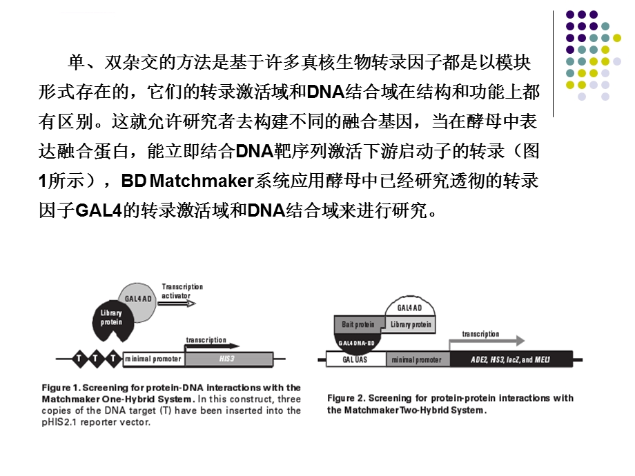 酵母双杂交原理与实验具体流程ppt课件.ppt_第2页