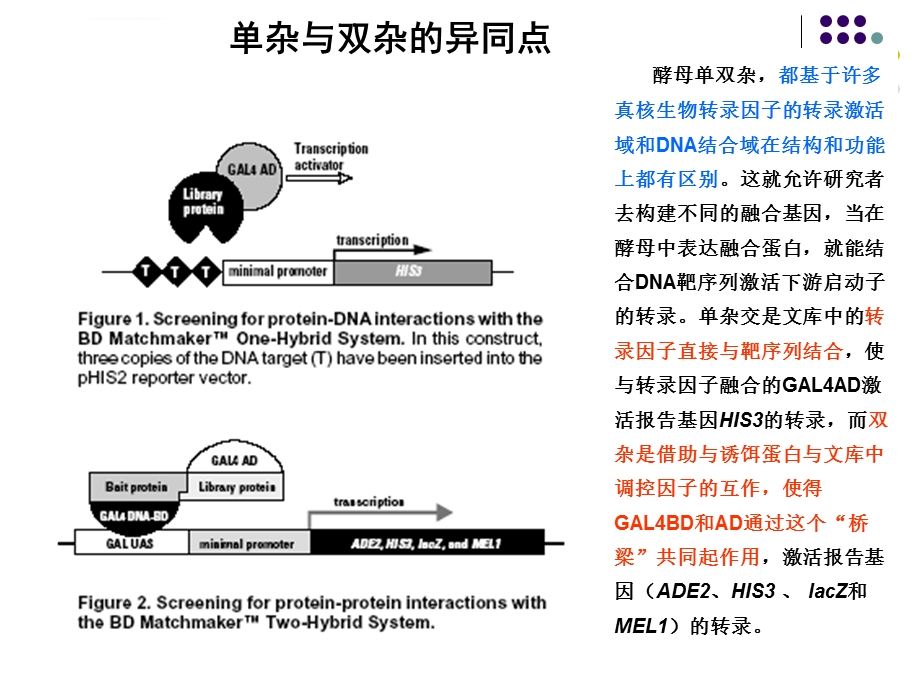 酵母双杂交原理与实验具体流程ppt课件.ppt_第3页