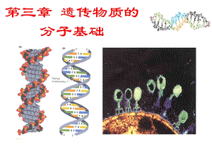 第三章遗传物质的分子基础ppt课件.ppt