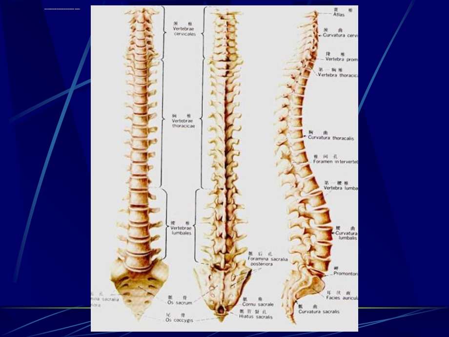 脊柱影像解剖ppt课件.ppt_第2页