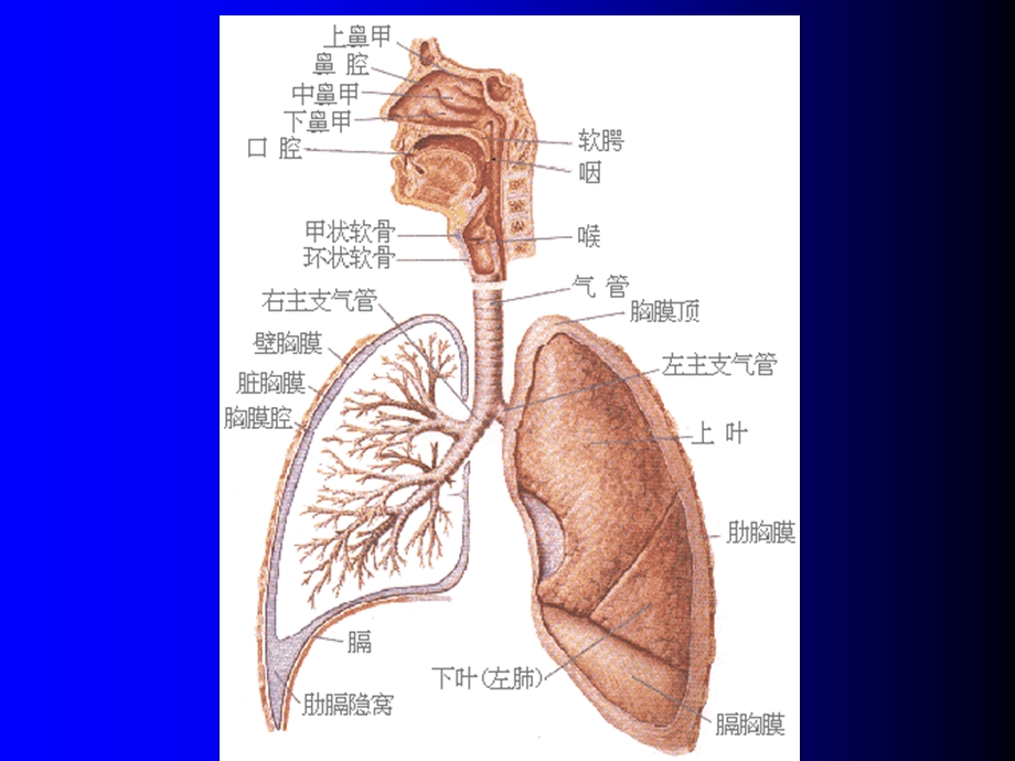 肺部基础X片及CT片解读ppt课件.ppt_第3页