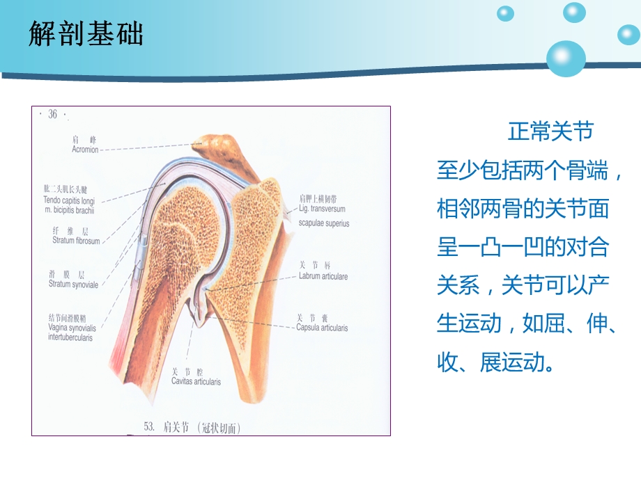 肩关节脱位病人的护理ppt课件.ppt_第2页