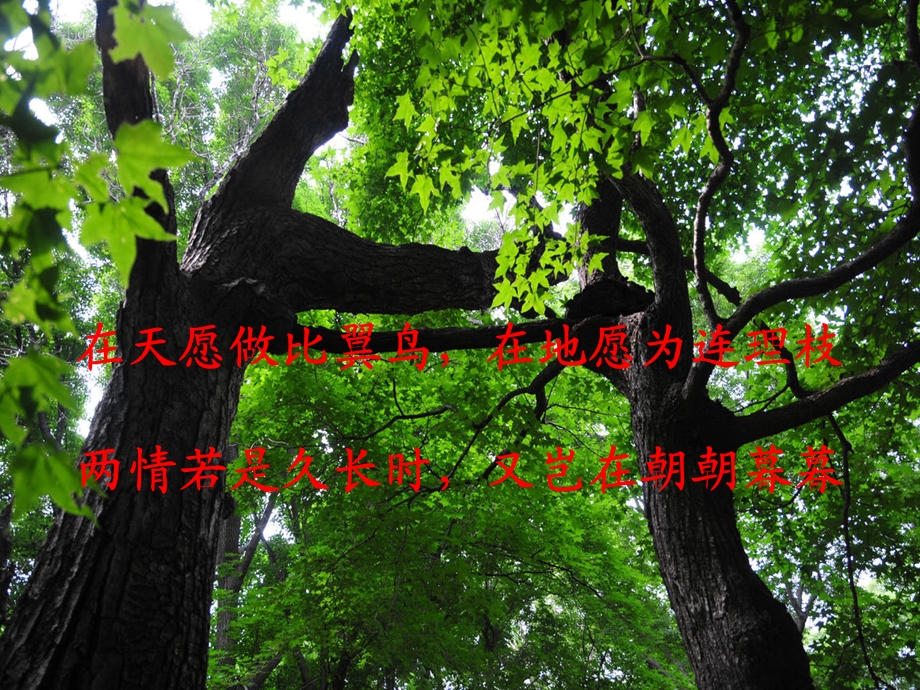 舒婷：《致橡树》ppt课件.ppt_第1页