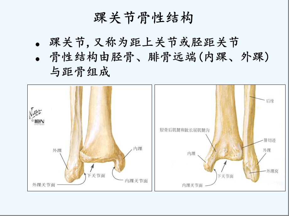 踝关节解剖基础ppt课件.ppt_第3页