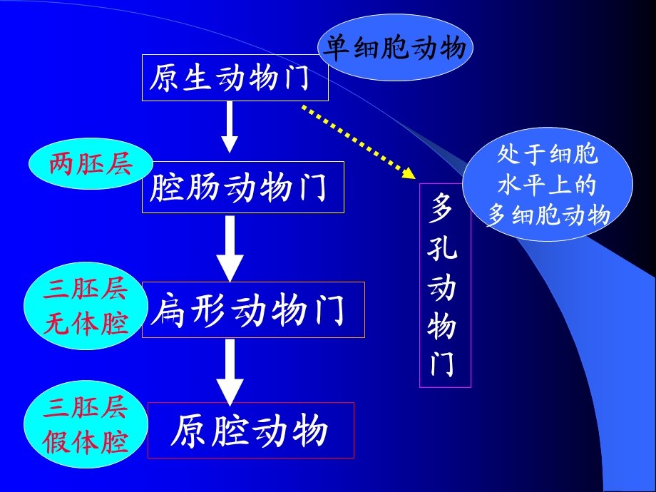 第八章原腔动物门 ppt课件.ppt_第3页