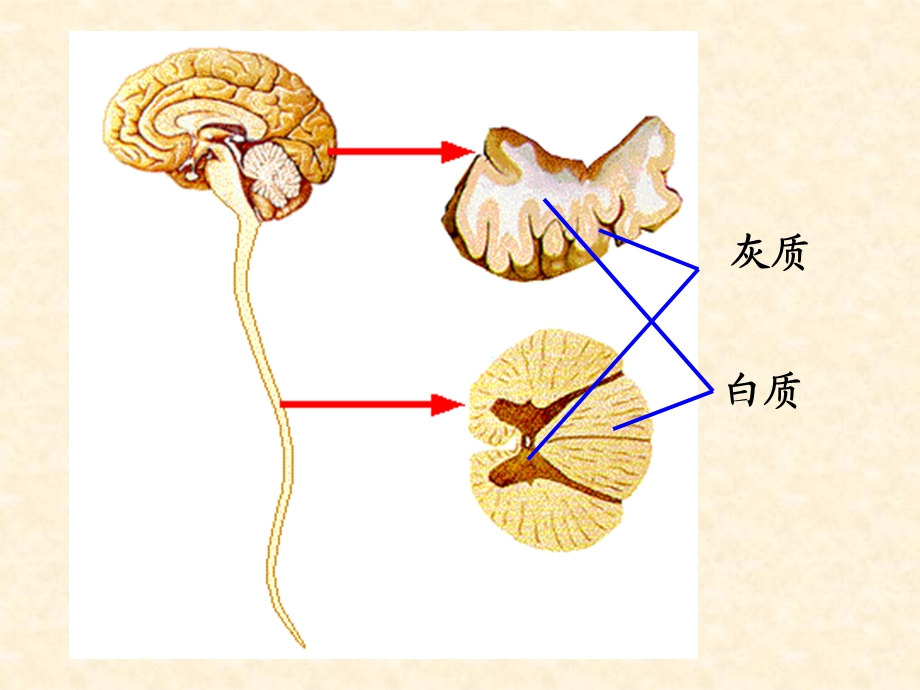 第一节神经系统概述(完整)ppt课件.ppt_第3页