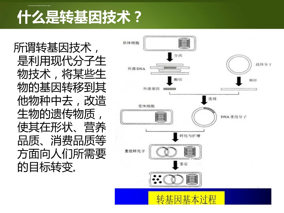 转基因的利与弊ppt课件.ppt_第3页