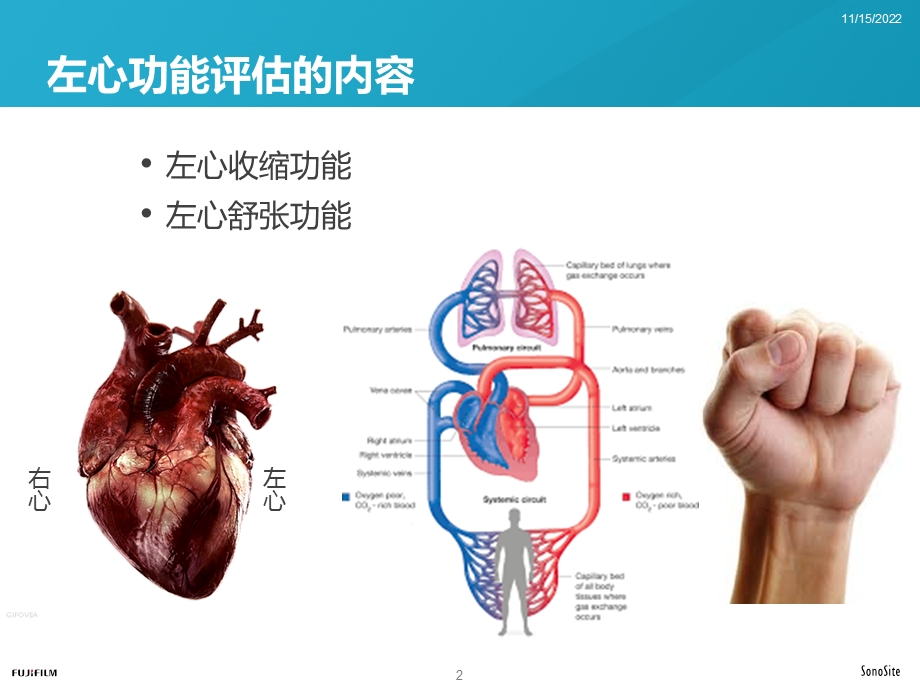 经胸超声心动图标准切面与心功能测量ppt课件.ppt_第2页