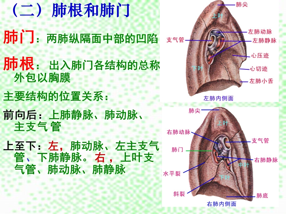 肺及肺段解剖ppt课件.ppt_第3页