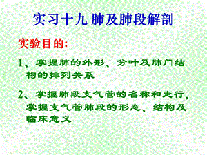 肺及肺段解剖ppt课件.ppt