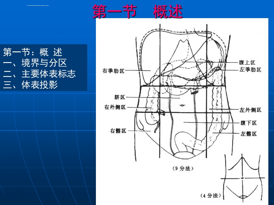 腹部解剖精美ppt课件.ppt_第3页