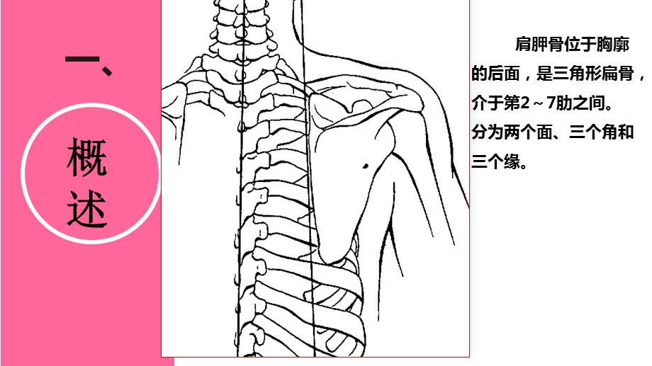 肩胛骨骨折ppt课件.pptx_第3页