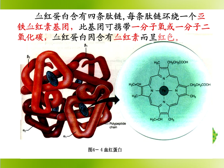 血红蛋白的提取和分离 ppt课件.ppt_第3页