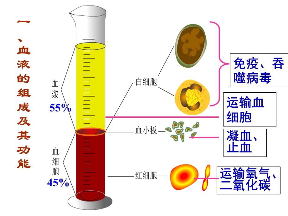 血液的组成及其功能ppt课件.ppt_第3页