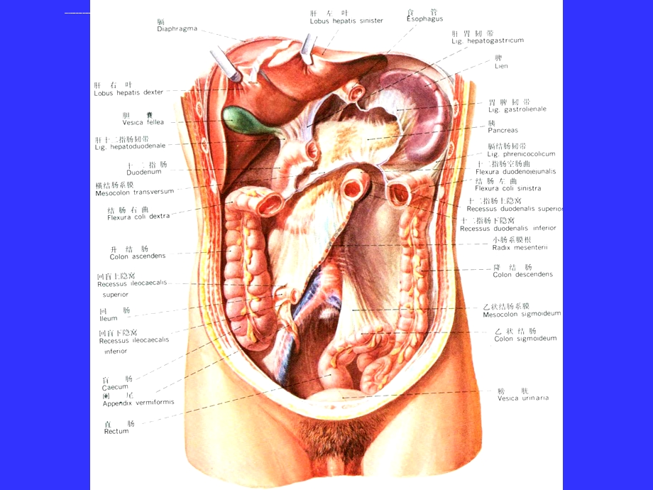 胰腺生理和解剖ppt课件.ppt_第3页