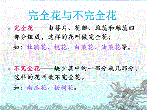 花果实和种子ppt课件.ppt