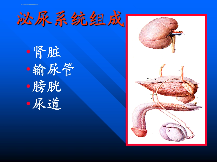 肾小球肾炎基本病理变化ppt课件.ppt_第3页