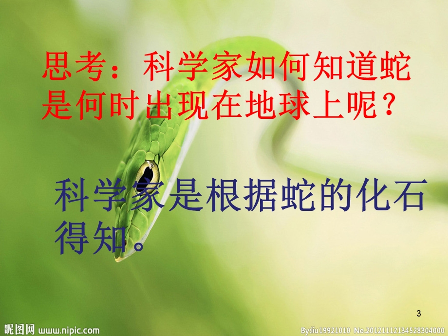 蛇的介绍ppt课件.ppt_第3页