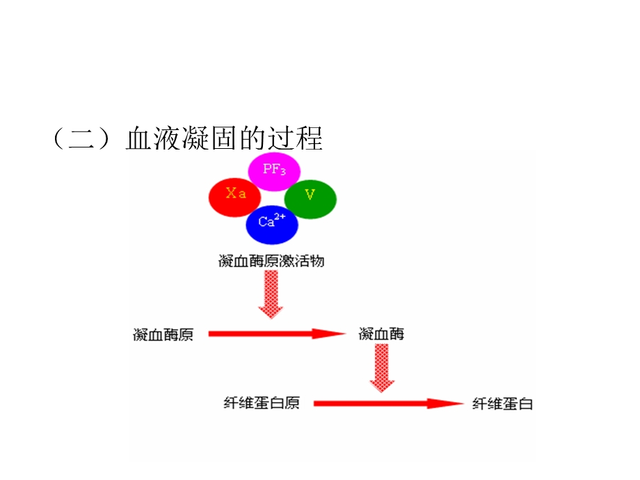 血液凝固与纤维蛋白溶解ppt课件.pptx_第3页