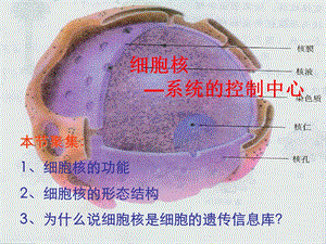 苏教版必修一细胞核ppt课件.ppt