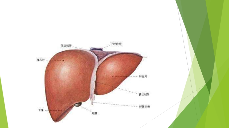 肝硬化的护理PPT课件.pptx_第3页