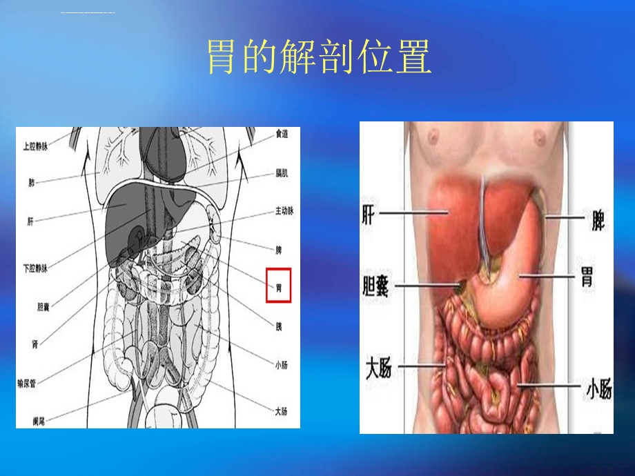 胃癌病理生理和分型ppt课件.ppt_第2页