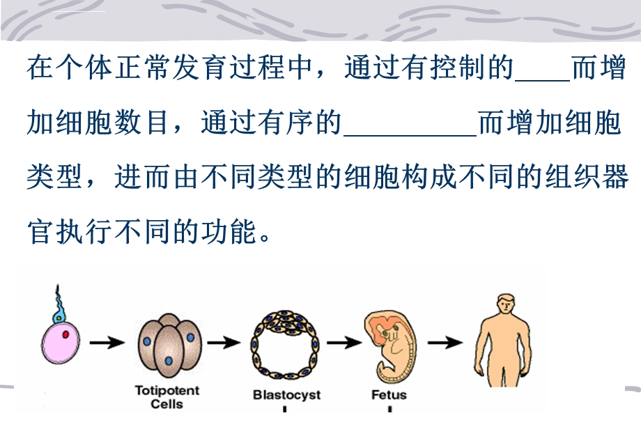 细胞分化与基因表达调控ppt课件.ppt_第3页