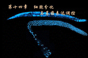 细胞分化与基因表达调控ppt课件.ppt