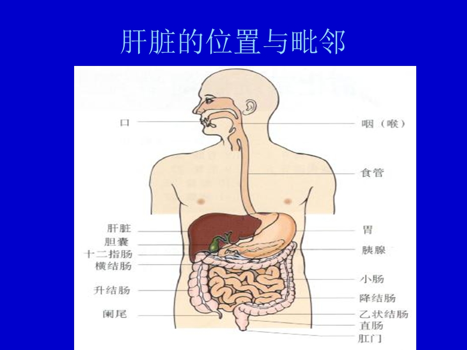 肝脏的分段与血管走行ppt课件.ppt_第3页