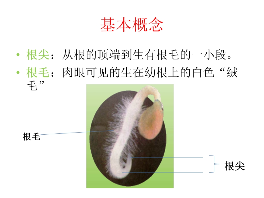 观察根尖结构ppt课件.ppt_第2页