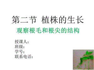 观察根尖结构ppt课件.ppt