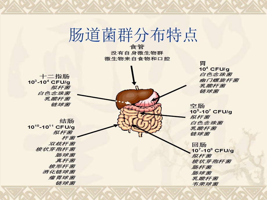 粪菌移植的临床应用ppt课件.ppt_第3页