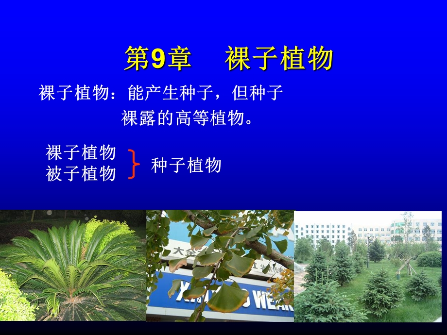 裸子植物PPT课件.ppt_第1页