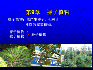 裸子植物PPT课件.ppt