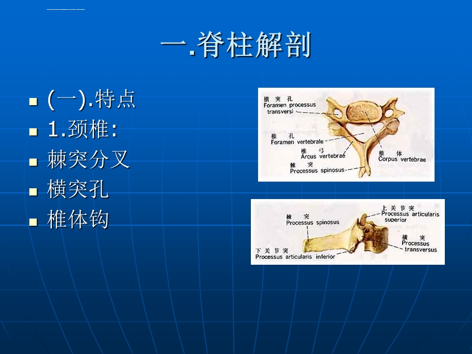 脊柱解剖及手术入路讲义ppt课件.ppt_第3页