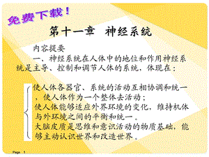 解剖学：神经系统ppt课件.ppt