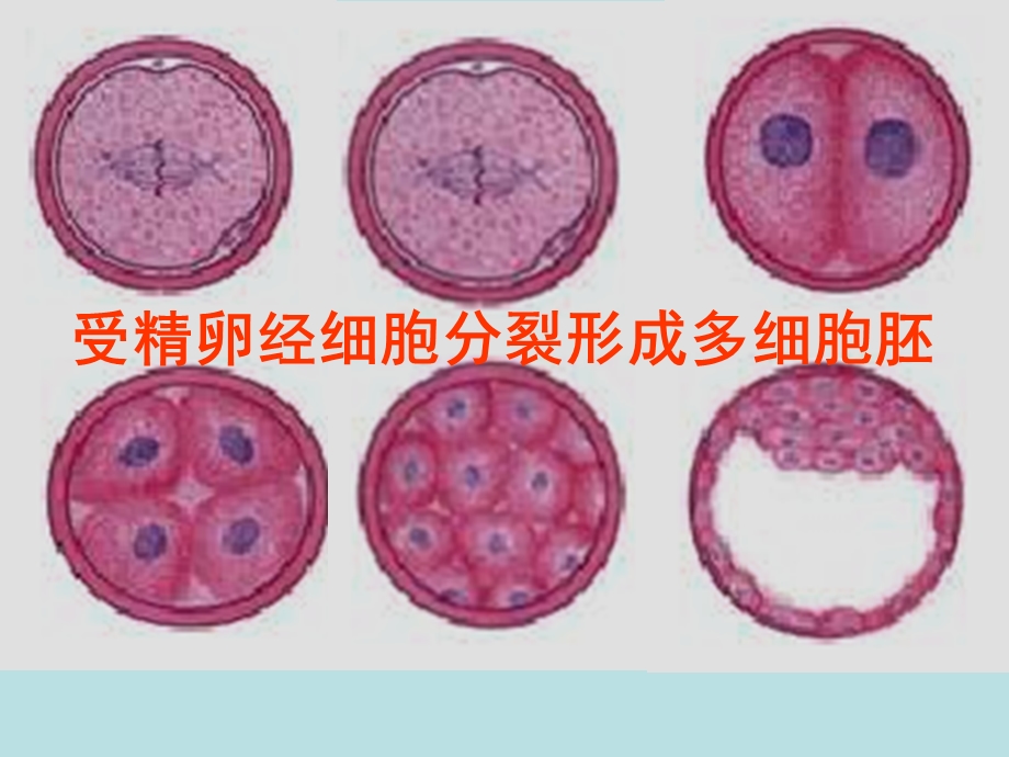 细胞分化和植物细胞的全能性ppt课件.ppt_第3页