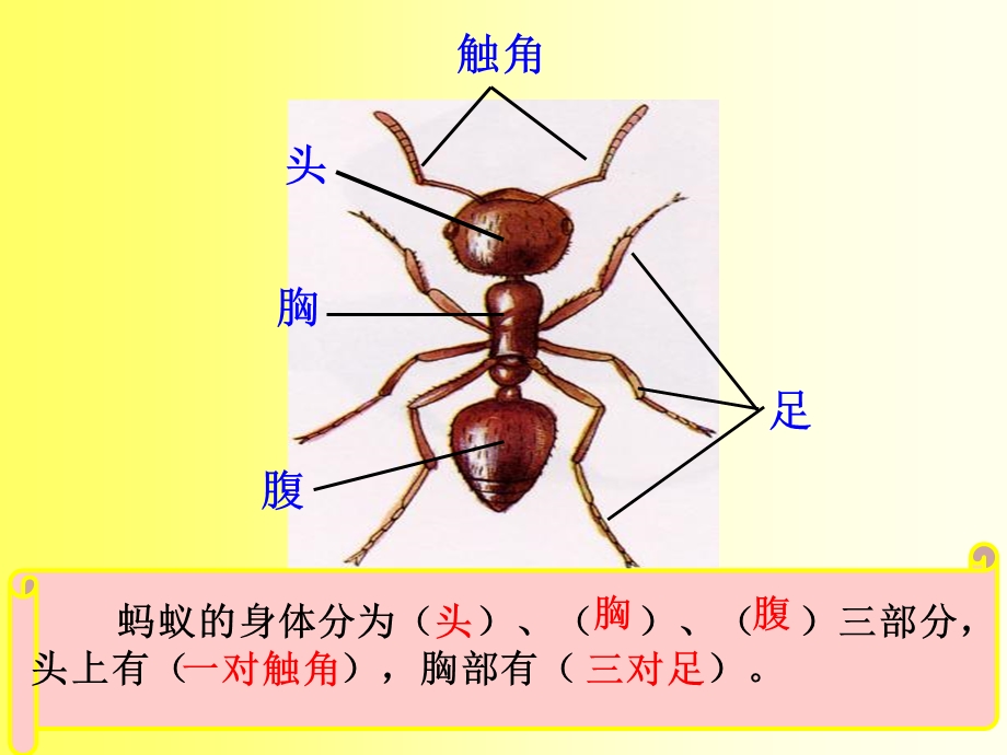 认识蚂蚁与白蚁ppt课件.ppt_第2页