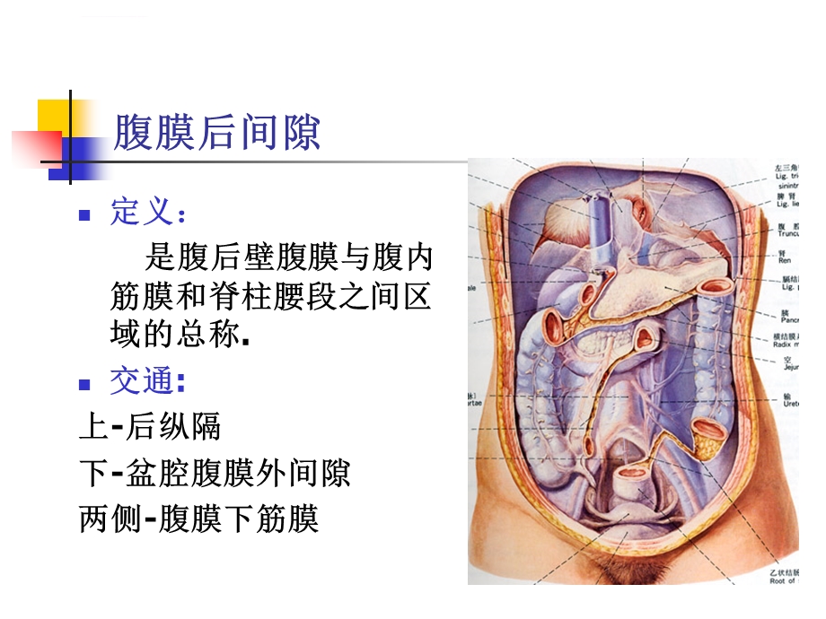 腹膜后间隙ppt课件.ppt_第2页