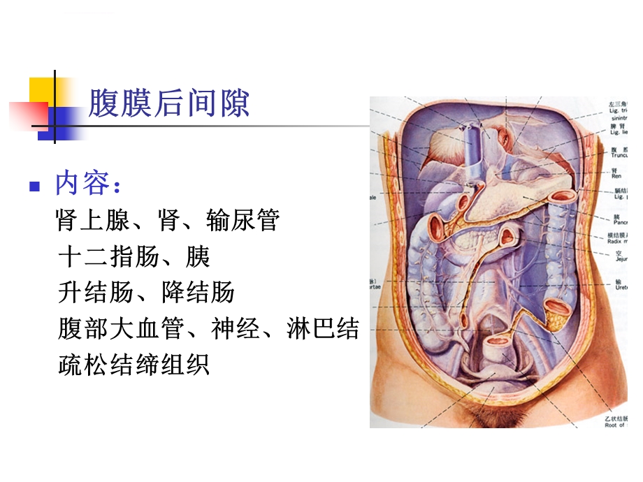 腹膜后间隙ppt课件.ppt_第3页