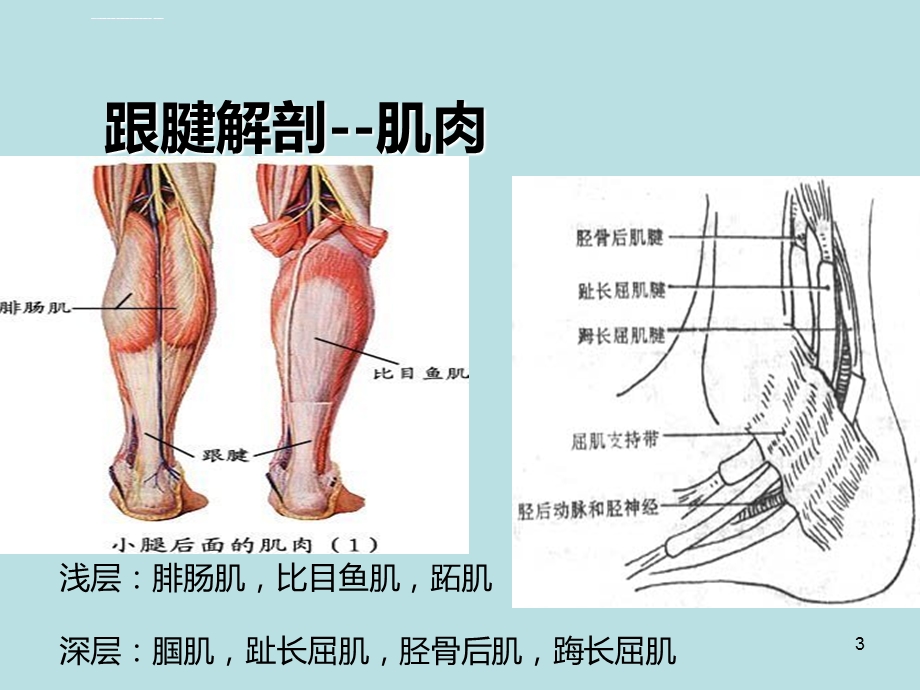 跟腱断裂解剖参考ppt课件.ppt_第3页